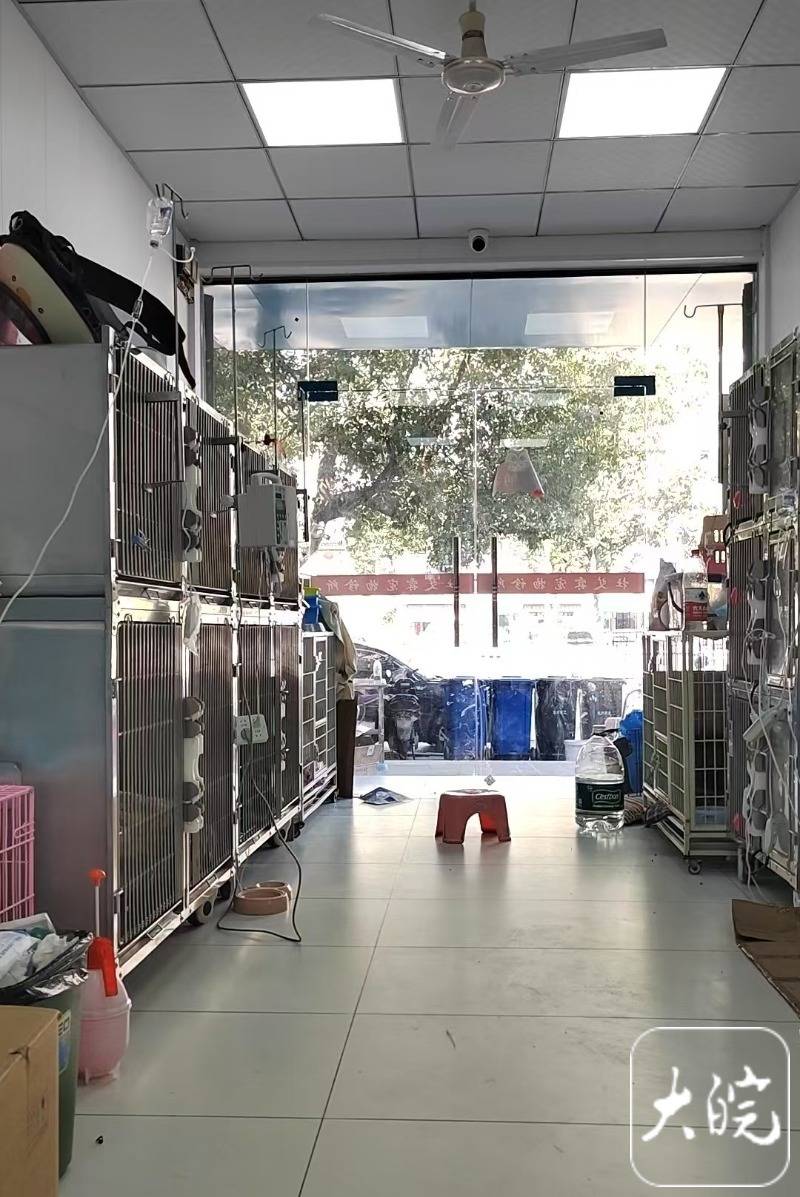 春节假期，宣城“宠物酒店”一“房”难求 上门遛狗、喂猫“忙飞了”